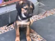 Sapeca