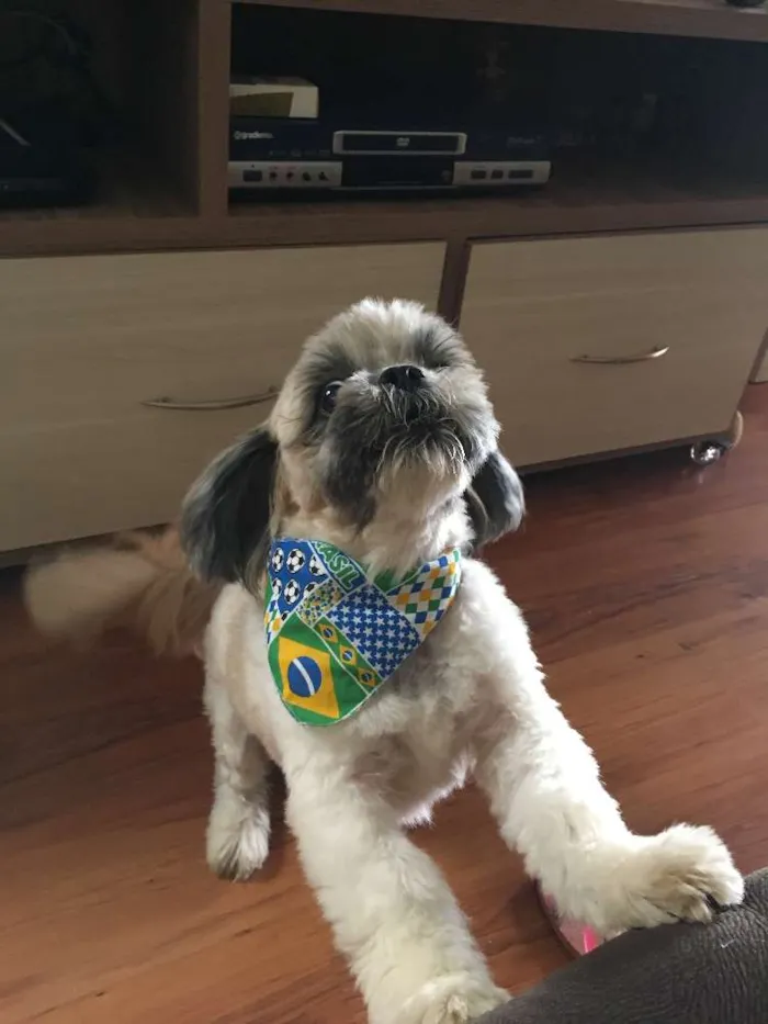 Cachorro ra a Shih - tzu idade 6 ou mais anos nome Rex