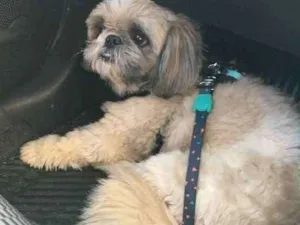 Cachorro raça Shih - tzu idade 6 ou mais anos nome Rex