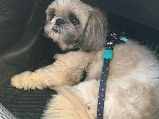 Cachorro ra a Shih - tzu idade 6 ou mais anos nome Rex