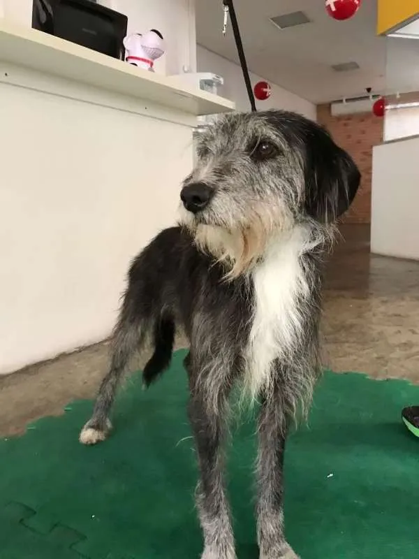 Cachorro ra a SRD idade 2 anos nome PROCURA-SE UM LAR