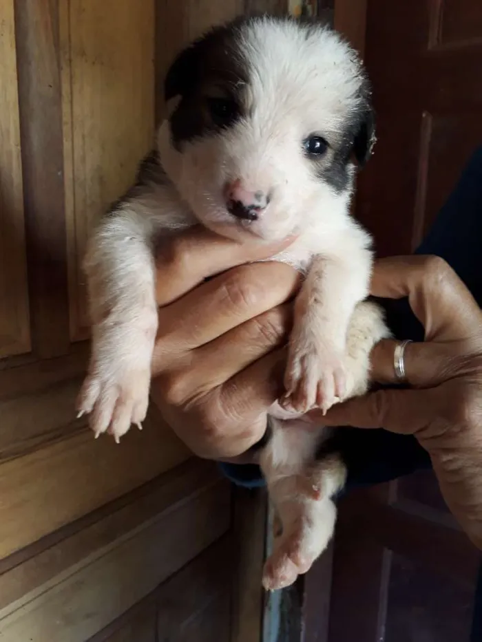 Cachorro ra a SRD idade Abaixo de 2 meses nome Bebel
