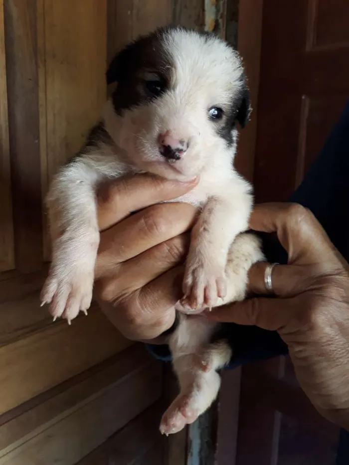 Cachorro ra a SRD idade Abaixo de 2 meses nome Bebel