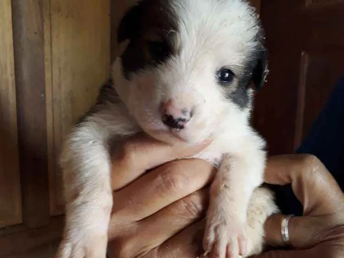 Cachorro ra a SRD idade Abaixo de 2 meses nome Bebel