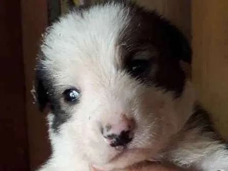 Cachorro ra a SRD idade Abaixo de 2 meses nome Bebel