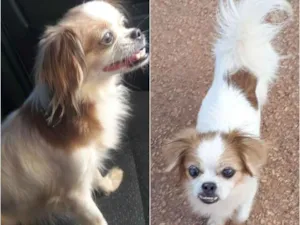 Cachorro raça Pequinês  idade 5 anos nome Sófia 