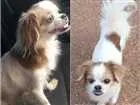 Cachorro raça Pequinês  idade 5 anos nome Sófia 