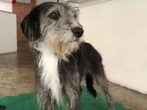 Cachorro raça SRD idade 2 anos nome PROCURA-SE UM LAR