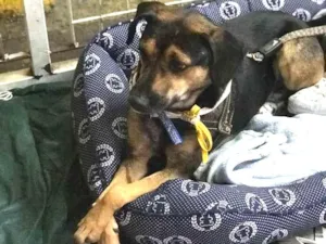 Cachorro raça sRD idade  nome Neno