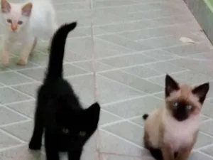 Gato raça Diversos idade 2 a 6 meses nome Diversos 