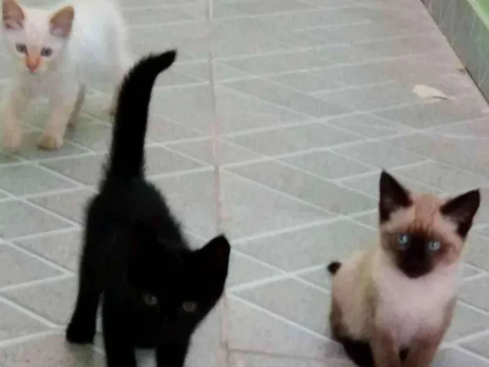 Gato ra a Diversos idade 2 a 6 meses nome Diversos 