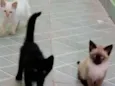 Diversos