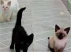 Gato raça Diversos idade 2 a 6 meses nome Diversos 