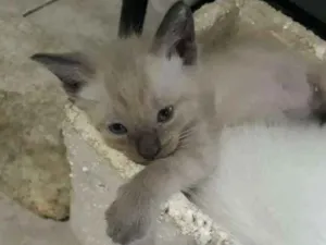 Gato raça  idade Abaixo de 2 meses nome Dorothy 