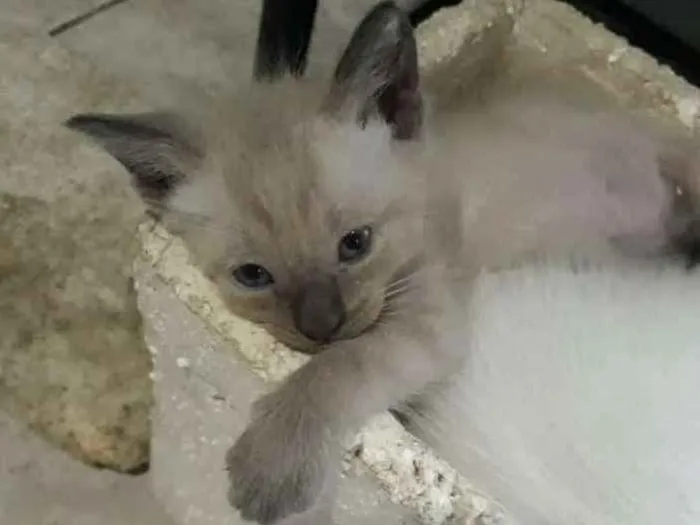 Gato ra a  idade Abaixo de 2 meses nome Dorothy 