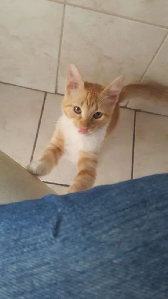 Gato ra a sem raça idade 2 a 6 meses nome Paçoquinha