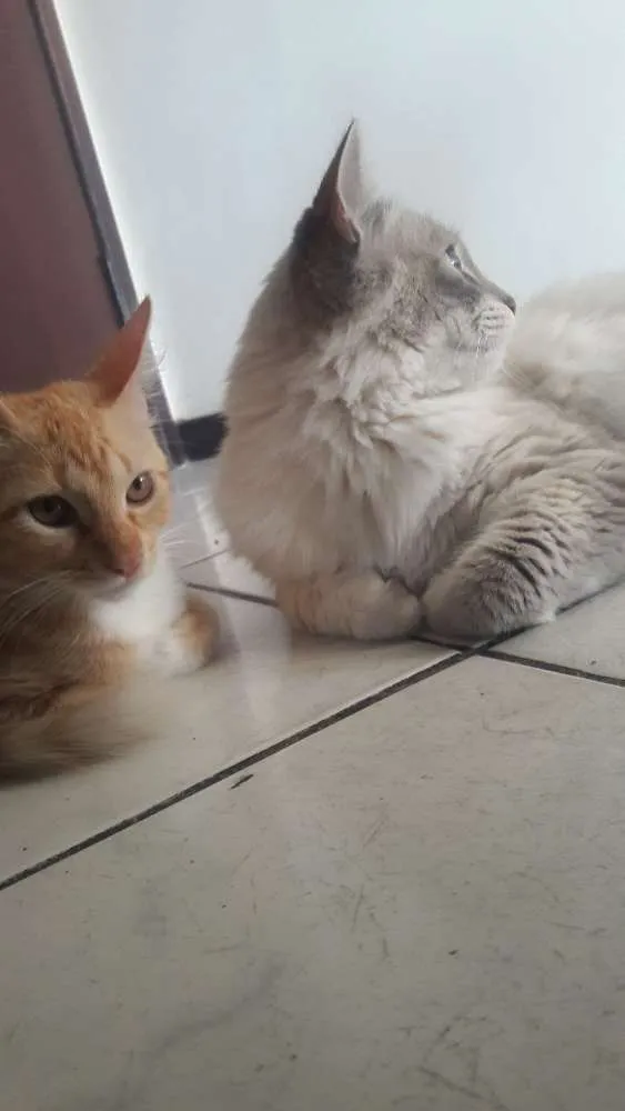 Gato ra a sem raça idade 2 a 6 meses nome Paçoquinha