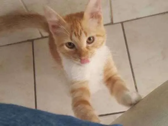 Gato ra a sem raça idade 2 a 6 meses nome Paçoquinha