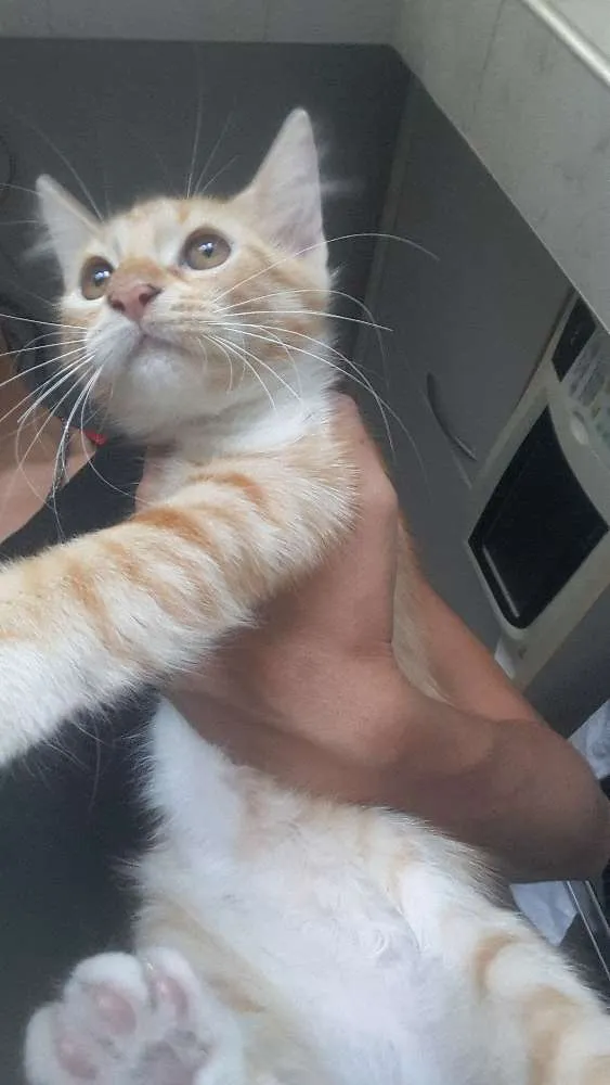 Gato ra a sem raça idade 2 a 6 meses nome Paçoquinha