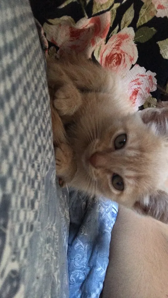 Gato raça  idade Abaixo de 2 meses nome Sem nome 