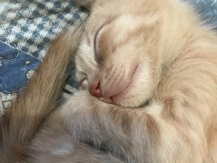 Gato raça  idade Abaixo de 2 meses nome Sem nome 