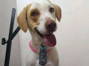 Cachorro raça Sem raça definida  idade 4 anos nome Pltou