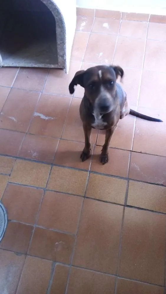 Cachorro ra a Mestiça idade 3 anos nome Jade