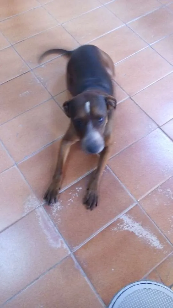 Cachorro ra a Mestiça idade 3 anos nome Jade