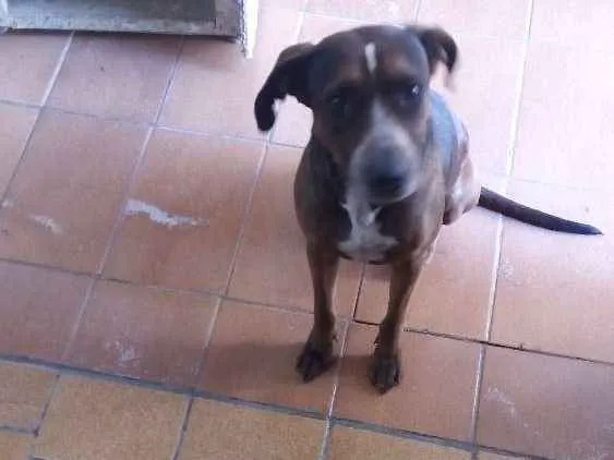 Cachorro ra a Mestiça idade 3 anos nome Jade