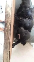 Pretinhos 