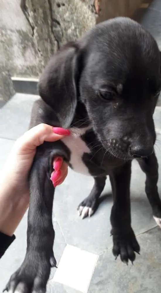 Cachorro raça Sem raça definida idade 2 a 6 meses nome Pretinhos 