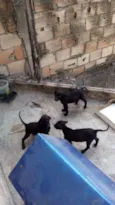 Pretinhos 
