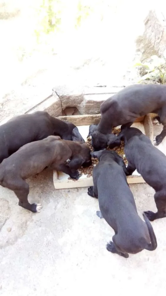 Cachorro raça Sem raça definida idade 2 a 6 meses nome Pretinhos 