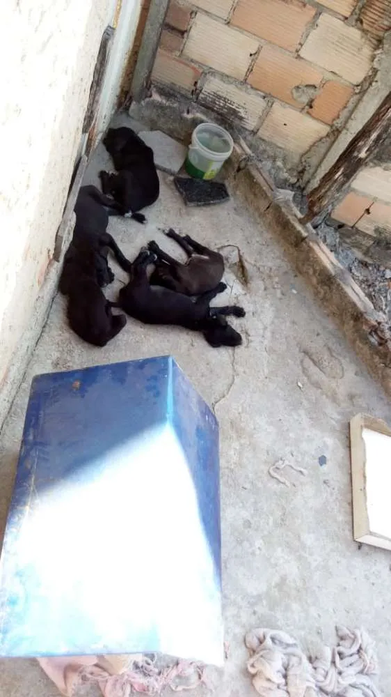 Cachorro raça Sem raça definida idade 2 a 6 meses nome Pretinhos 