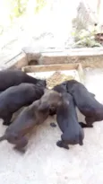 Pretinhos 