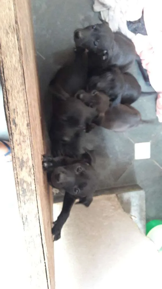 Cachorro raça Sem raça definida idade 2 a 6 meses nome Pretinhos 