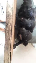 Pretinhos 