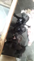 Pretinhos 