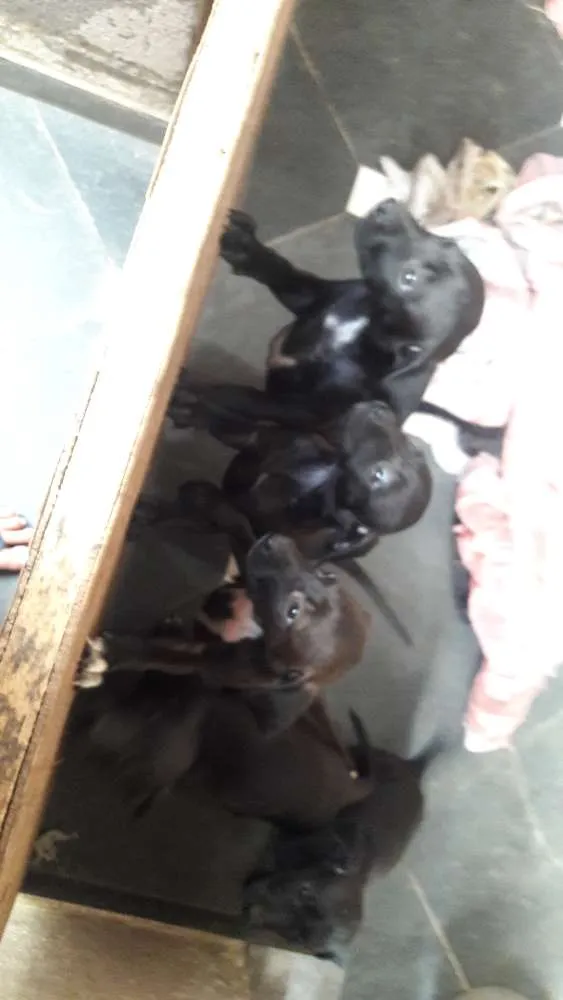Cachorro raça Sem raça definida idade 2 a 6 meses nome Pretinhos 