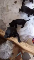 Pretinhos 