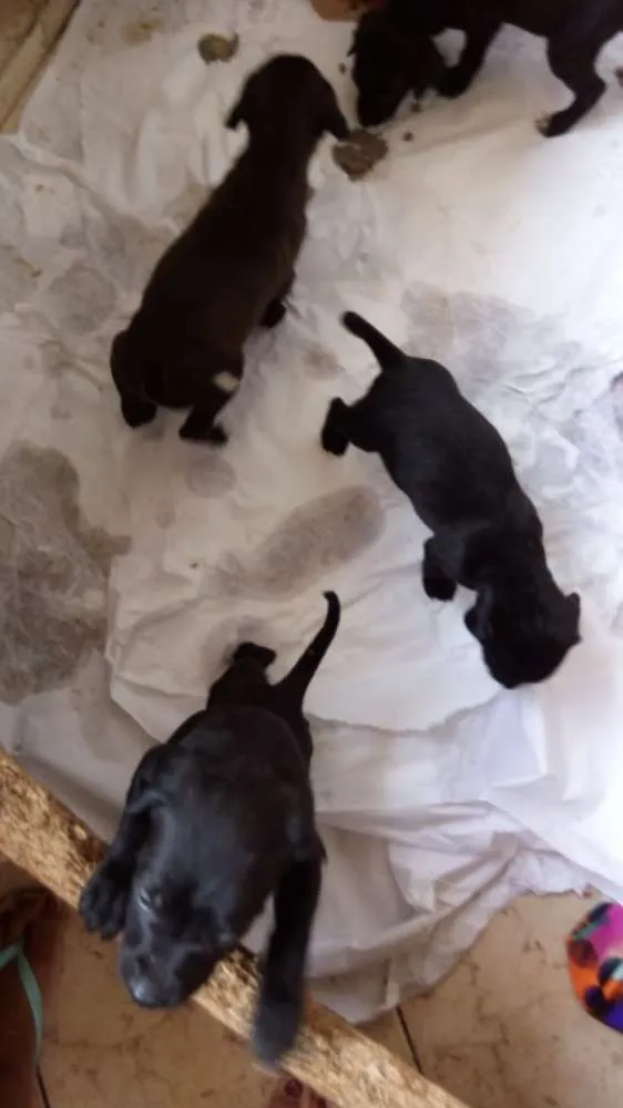 Cachorro raça Sem raça definida idade 2 a 6 meses nome Pretinhos 