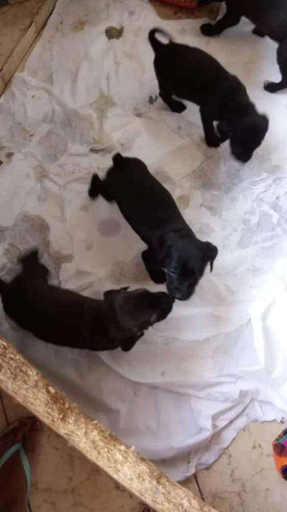 Cachorro raça Sem raça definida idade 2 a 6 meses nome Pretinhos 