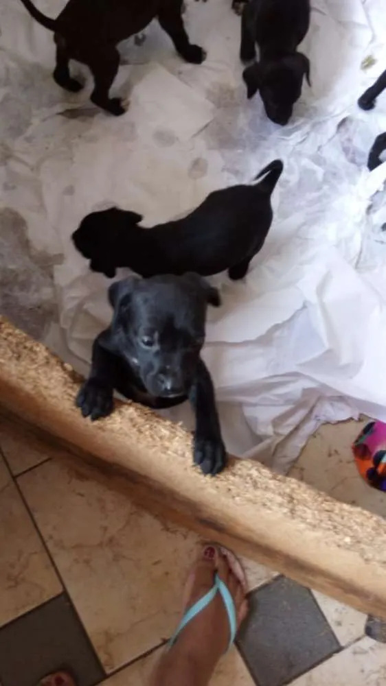 Cachorro raça Sem raça definida idade 2 a 6 meses nome Pretinhos 