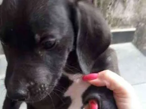 Cachorro raça Sem raça definida idade 2 a 6 meses nome Pretinhos 