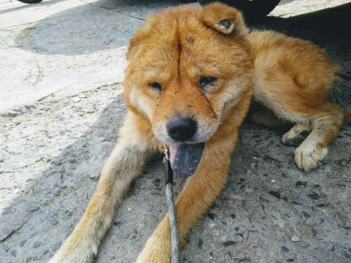 Cachorro ra a Chow Chow idade 6 ou mais anos nome Nicole