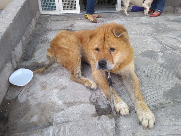 Cachorro ra a Chow Chow idade 6 ou mais anos nome Nicole