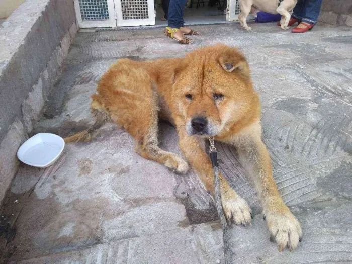 Cachorro ra a Chow Chow idade 6 ou mais anos nome Nicole