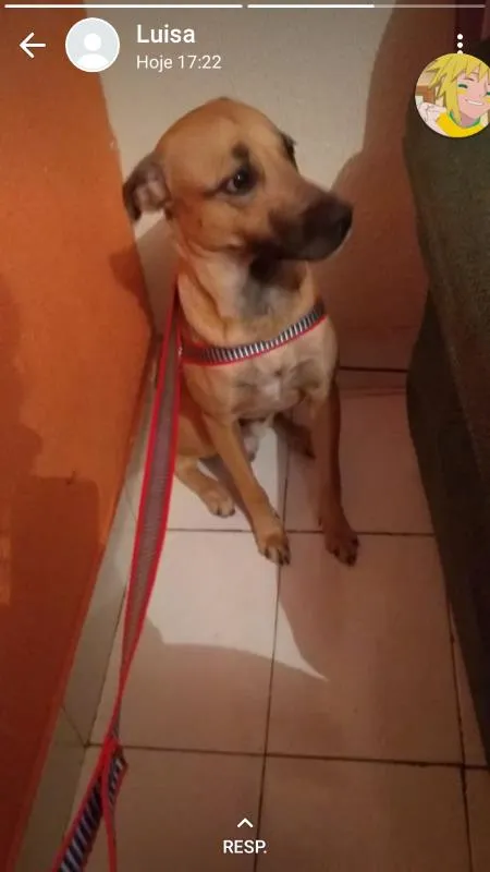 Cachorro raça Mestiça  idade 7 a 11 meses nome Festus