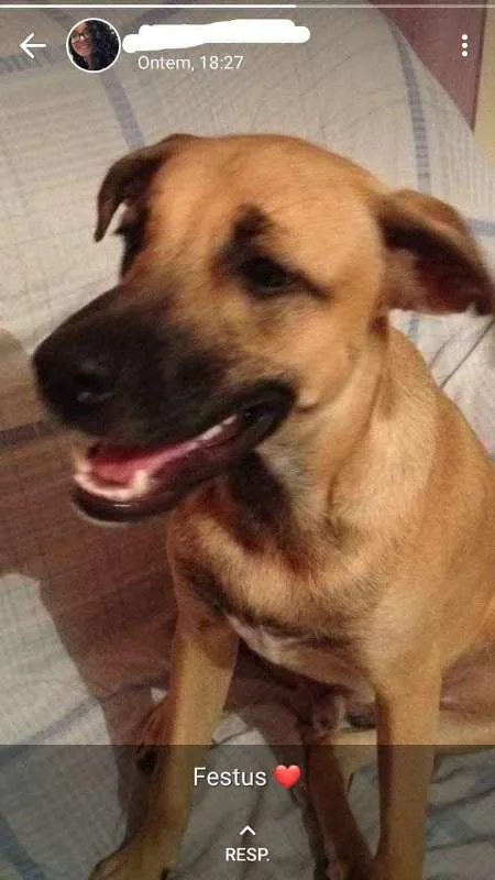 Cachorro raça Mestiça  idade 7 a 11 meses nome Festus
