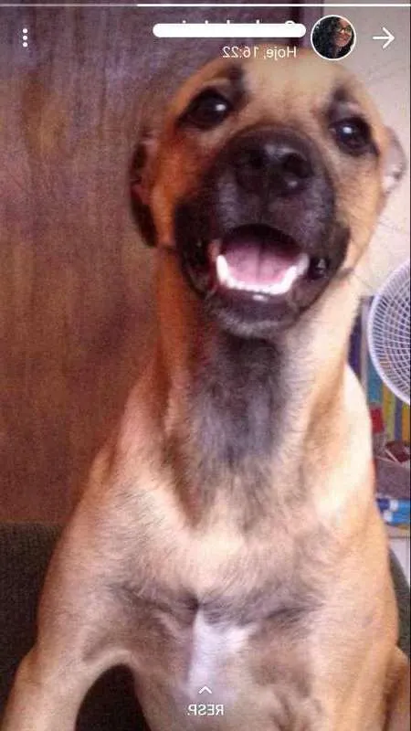 Cachorro raça Mestiça  idade 7 a 11 meses nome Festus